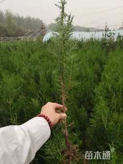 高度30厘米侧柏小苗