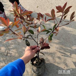 高度35厘米红叶石楠小苗