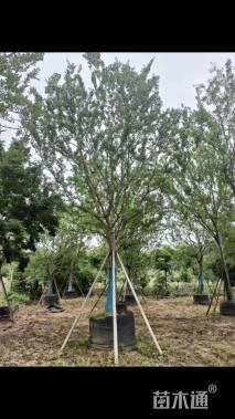 18公分朴树
