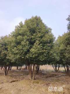 10公分(5杆)丛生香樟