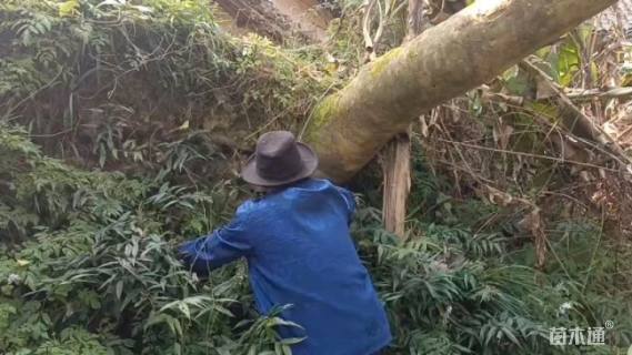 高度690厘米茶花