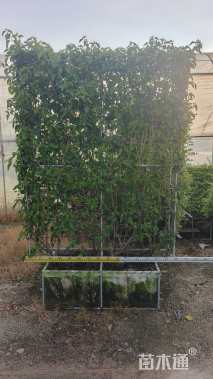 高度250厘米三角梅