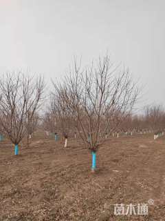 12公分菊花碧桃