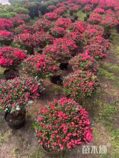 冠幅180厘米杜鹃球