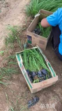 高度40厘米荻草