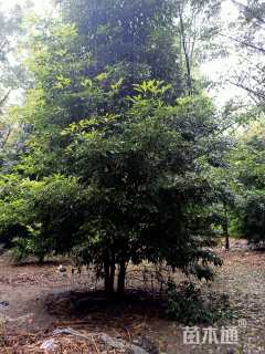 12公分金丝楠木