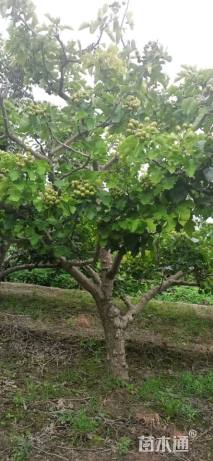 20公分山楂树