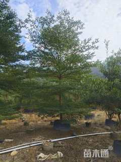 12公分小叶榄仁