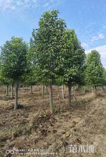 15公分二乔玉兰