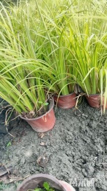 高度25厘米金叶石菖蒲