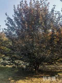 高度800厘米丛生紫叶李