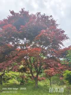 23公分中国红枫