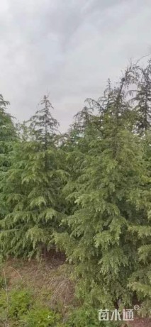 高度580厘米雪松