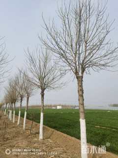 15公分金叶白蜡