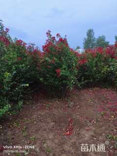 高度2500厘米丛生紫薇