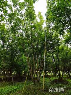 高度300厘米丛生元宝枫