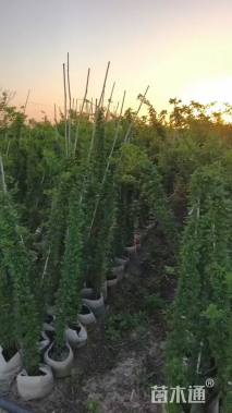 高度150厘米月季