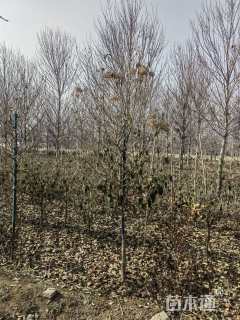 高度180厘米斗球