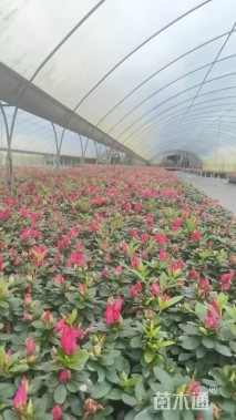 高度20厘米西洋杜鹃