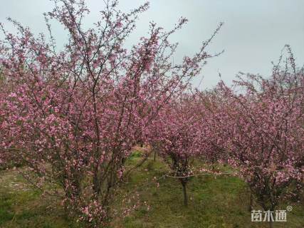 11公分垂丝海棠