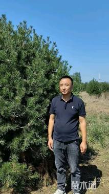 高度300厘米白皮松