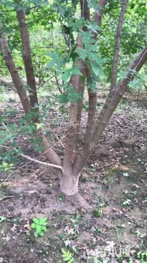 高度500厘米丛生元宝枫