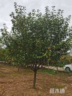 15公分日本晚樱