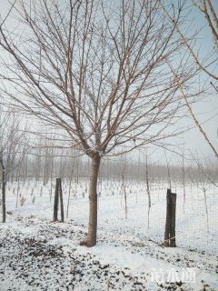 15公分染井吉野樱