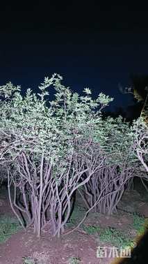 高度300厘米映山红