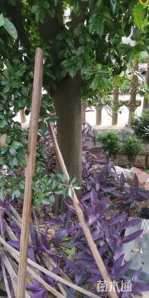 高度500厘米金弹子