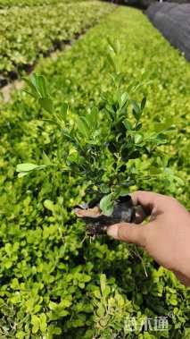 高度30厘米黄杨