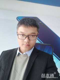 15公分美国红枫