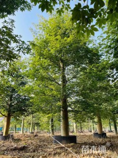 30公分大腹木棉