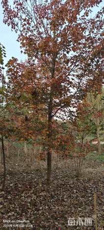 20公分美国红枫