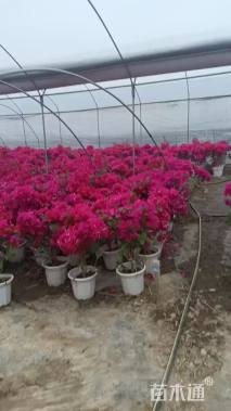 高度200厘米三角梅