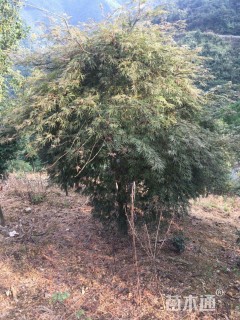 高度100厘米羽毛枫