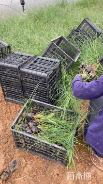 高度40厘米矢羽芒