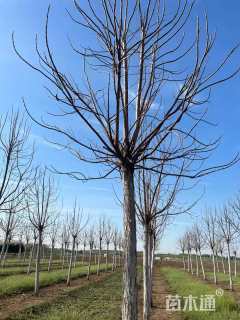 15公分梓树