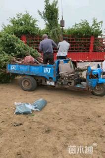 12公分青叶碧桃