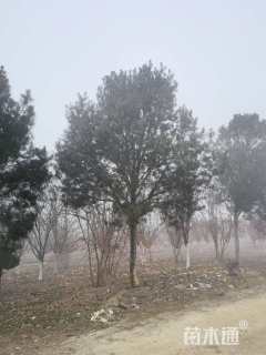 高度800厘米白皮松