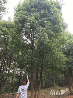 50公分丛生香樟