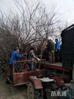 高度500厘米柽柳