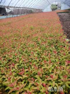 高度15厘米金焰绣线菊