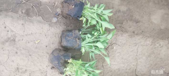 高度20厘米天人菊