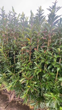 高度200厘米法国冬青