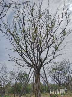 55公分朴树