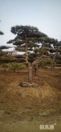 高度800厘米油松