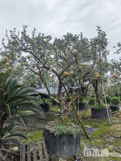 高度350厘米石榴