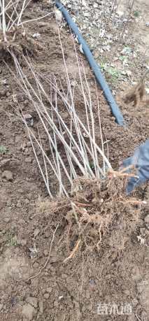 10公分美国红枫-十月光辉