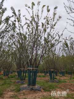 70公分(5杆)丛生朴树